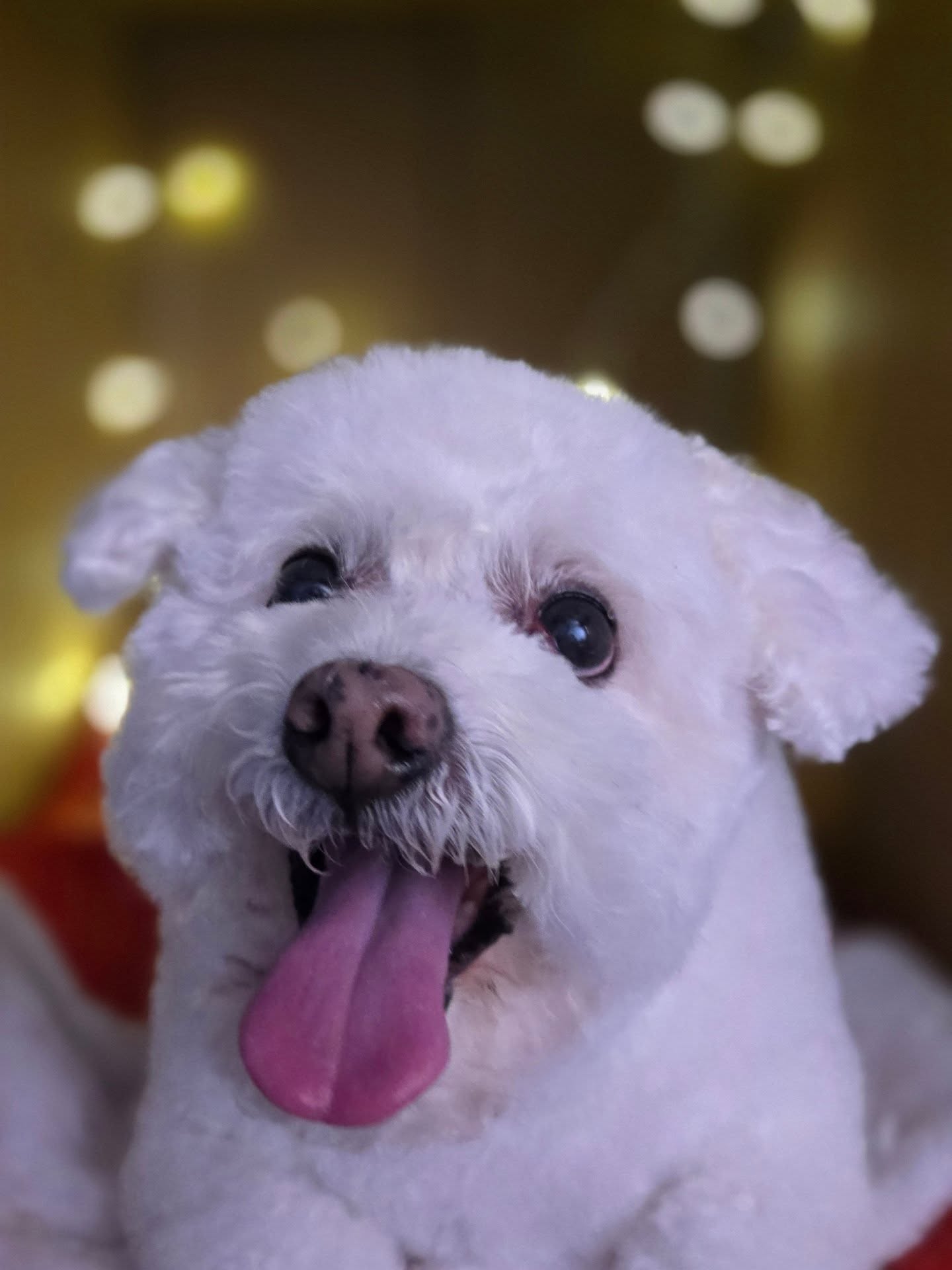Bichón blanco groomed