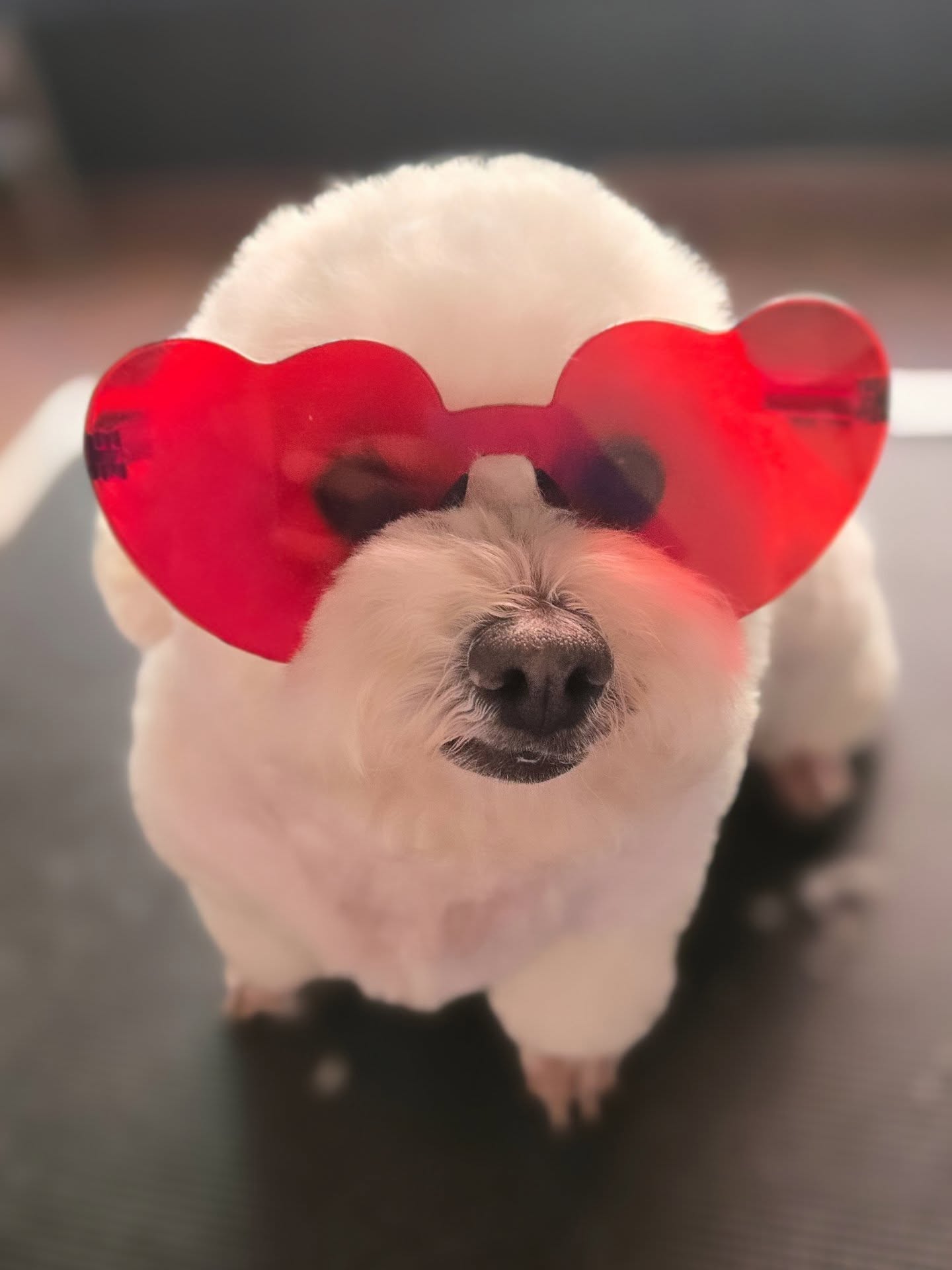 Caniche con orejas rosas