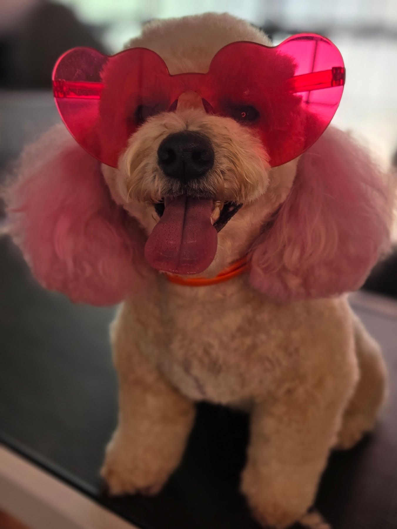 Bichón con lentes rosa
