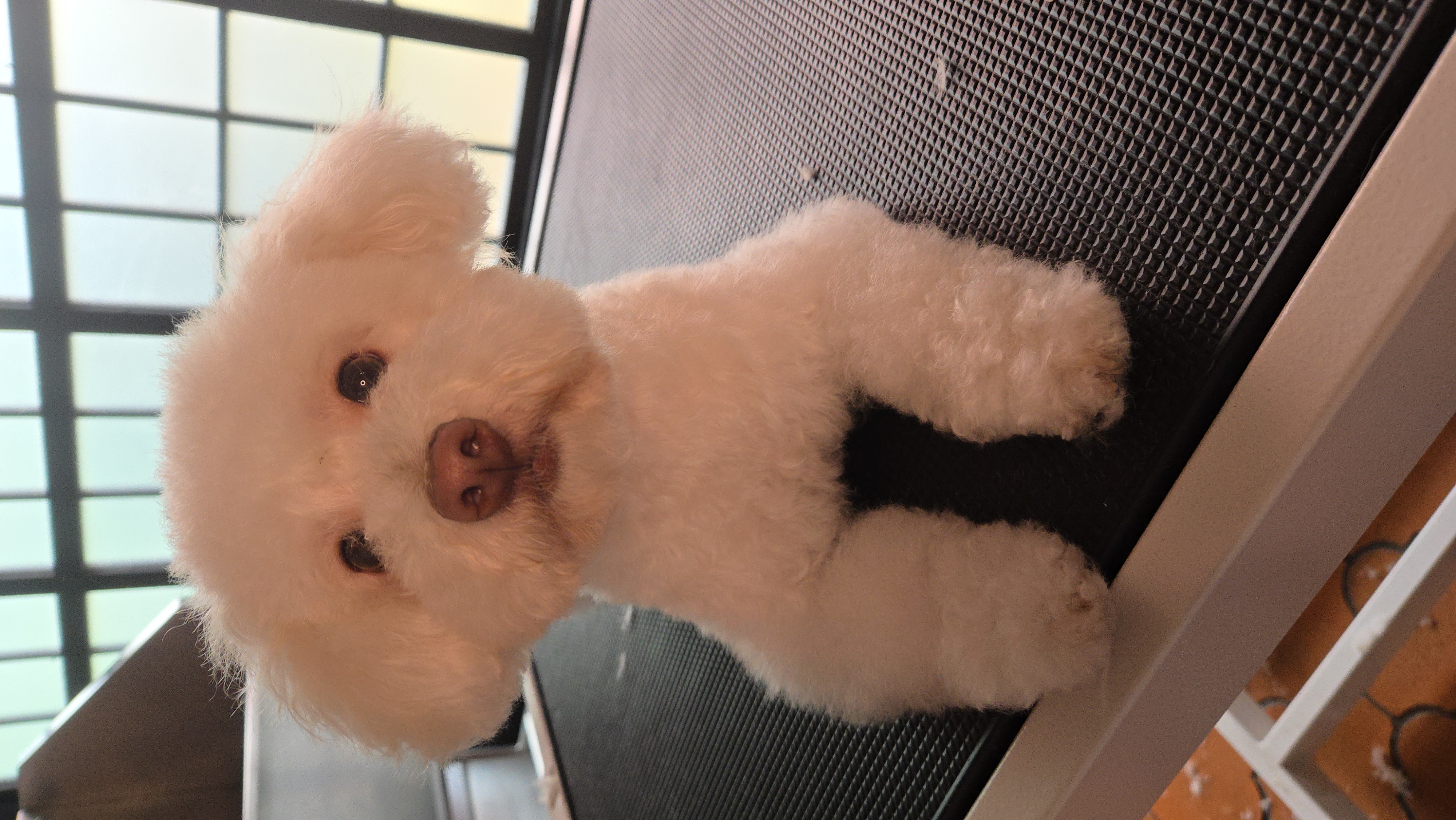 Caniche con orejas blancas