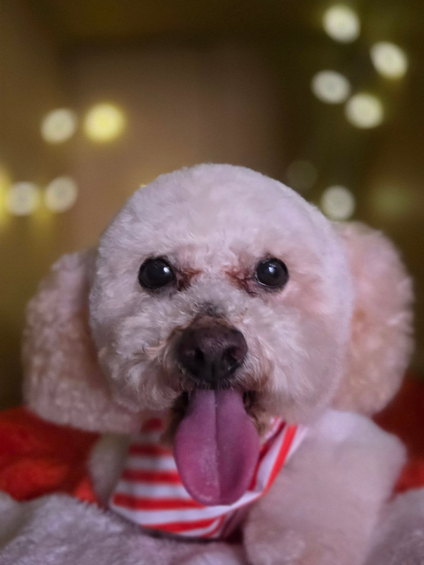 Perro con pañuelo a rayas