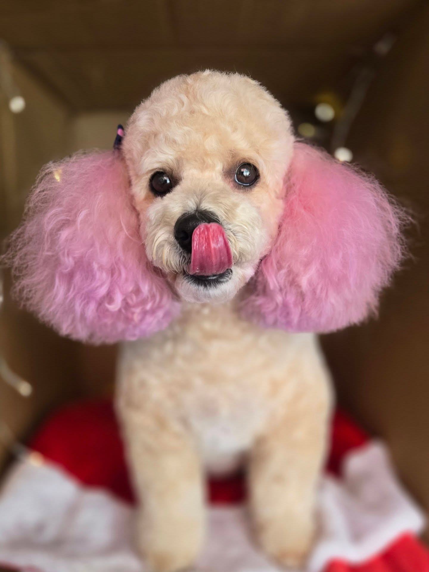 Caniche miniatura con tinte rosa