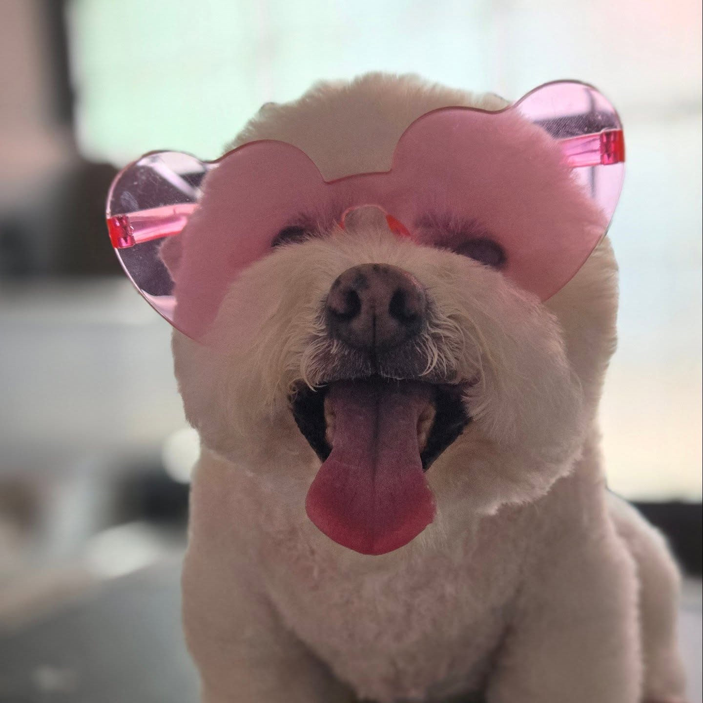 Perro groomed profesionalmente en Amor de Perro, Moravia