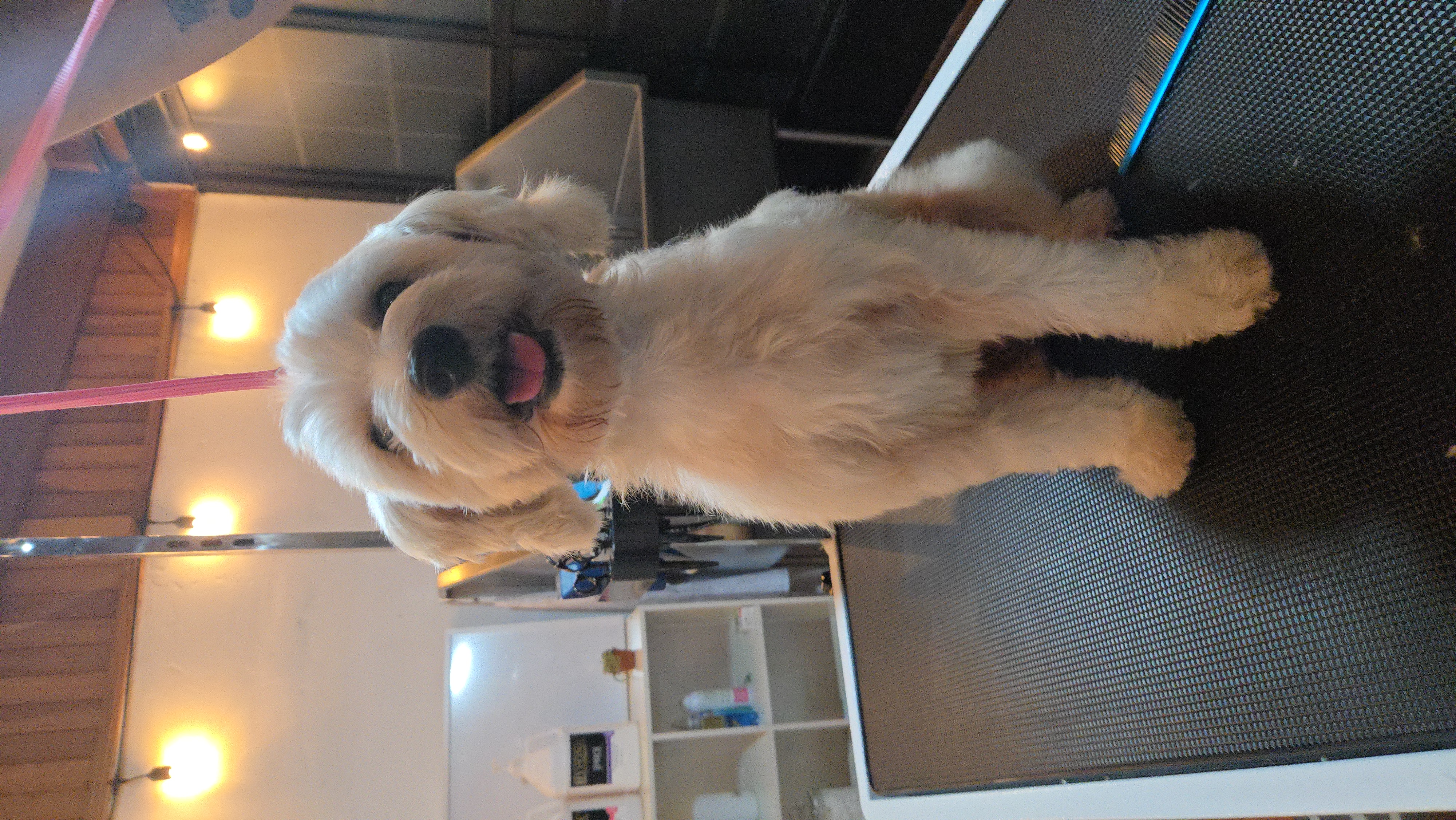 Perro mestizo de pelaje claro sentado en una mesa de grooming