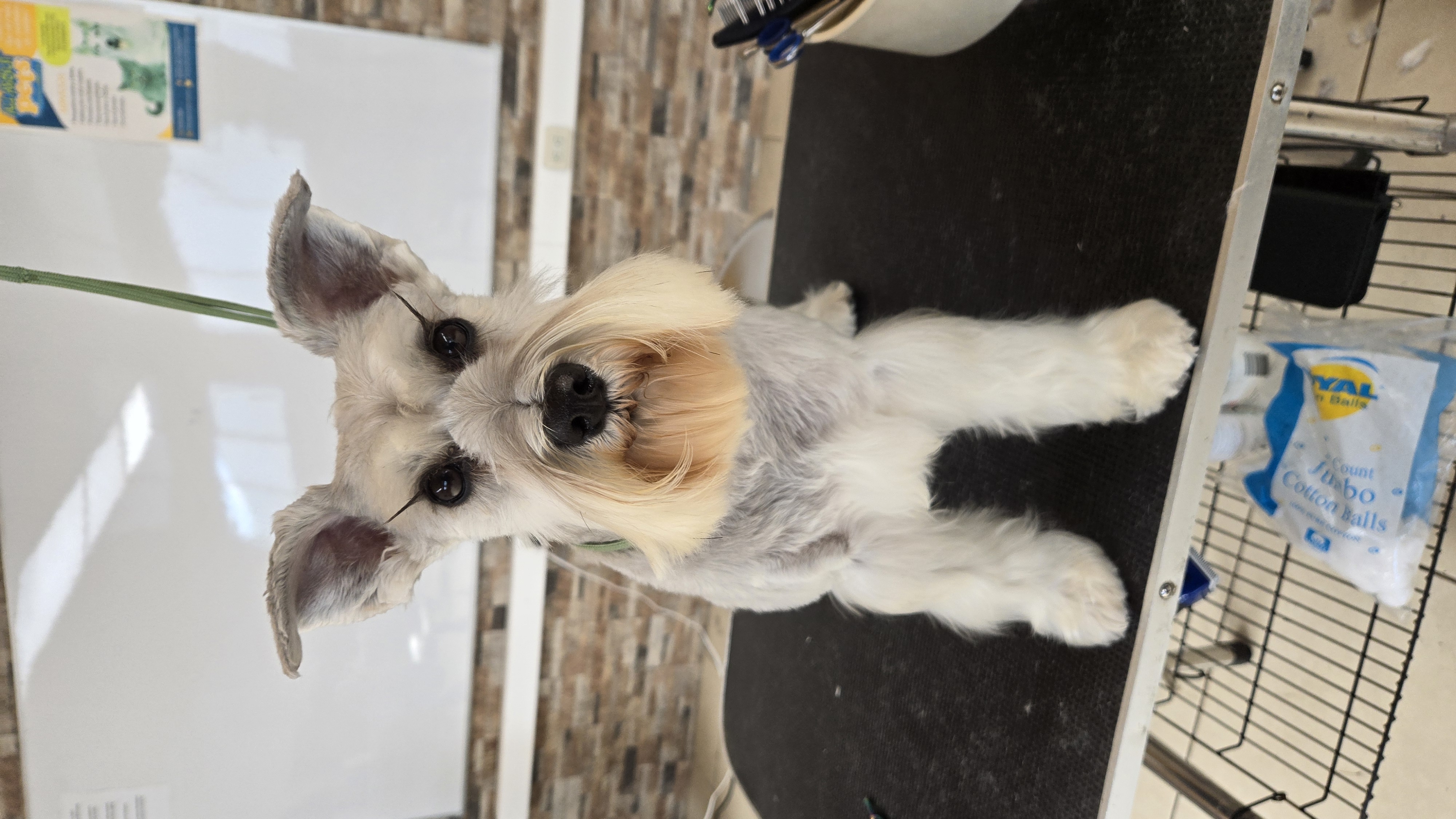 Schnauzer miniatura recién acicalado mirando a la cámara