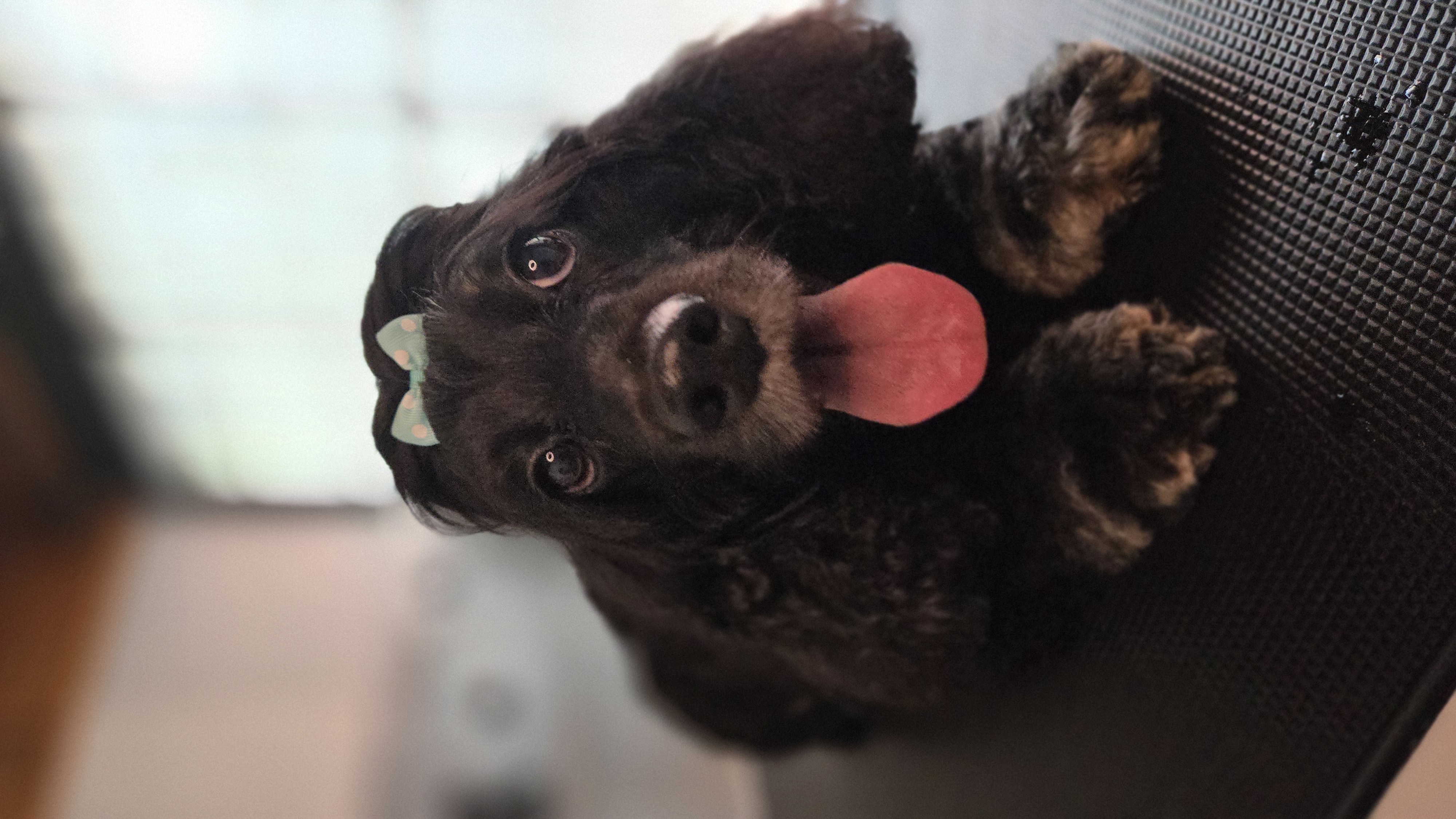 Cocker Spaniel recostado