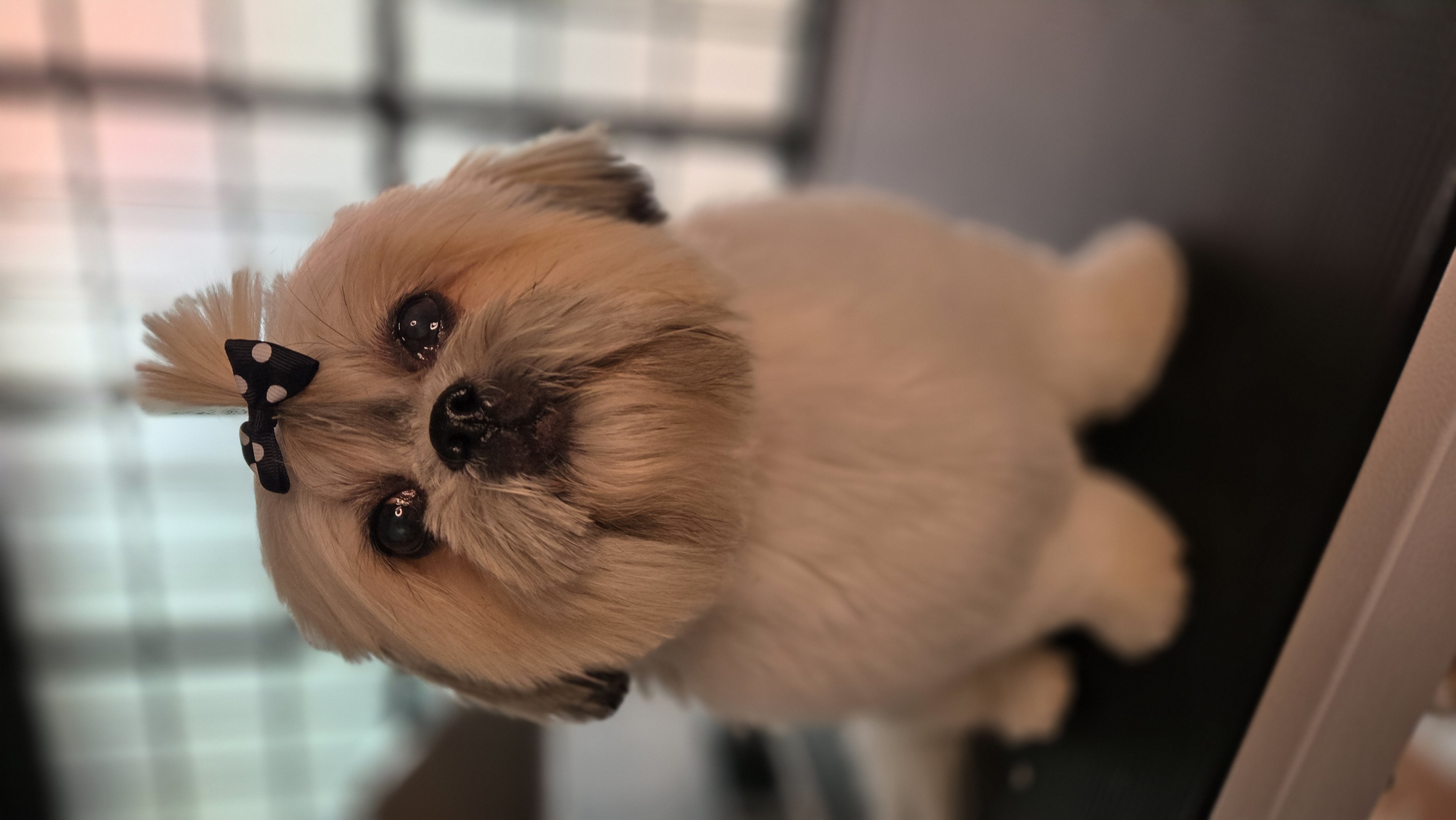 Perro Shih Tzu de ojos grandes y feliz