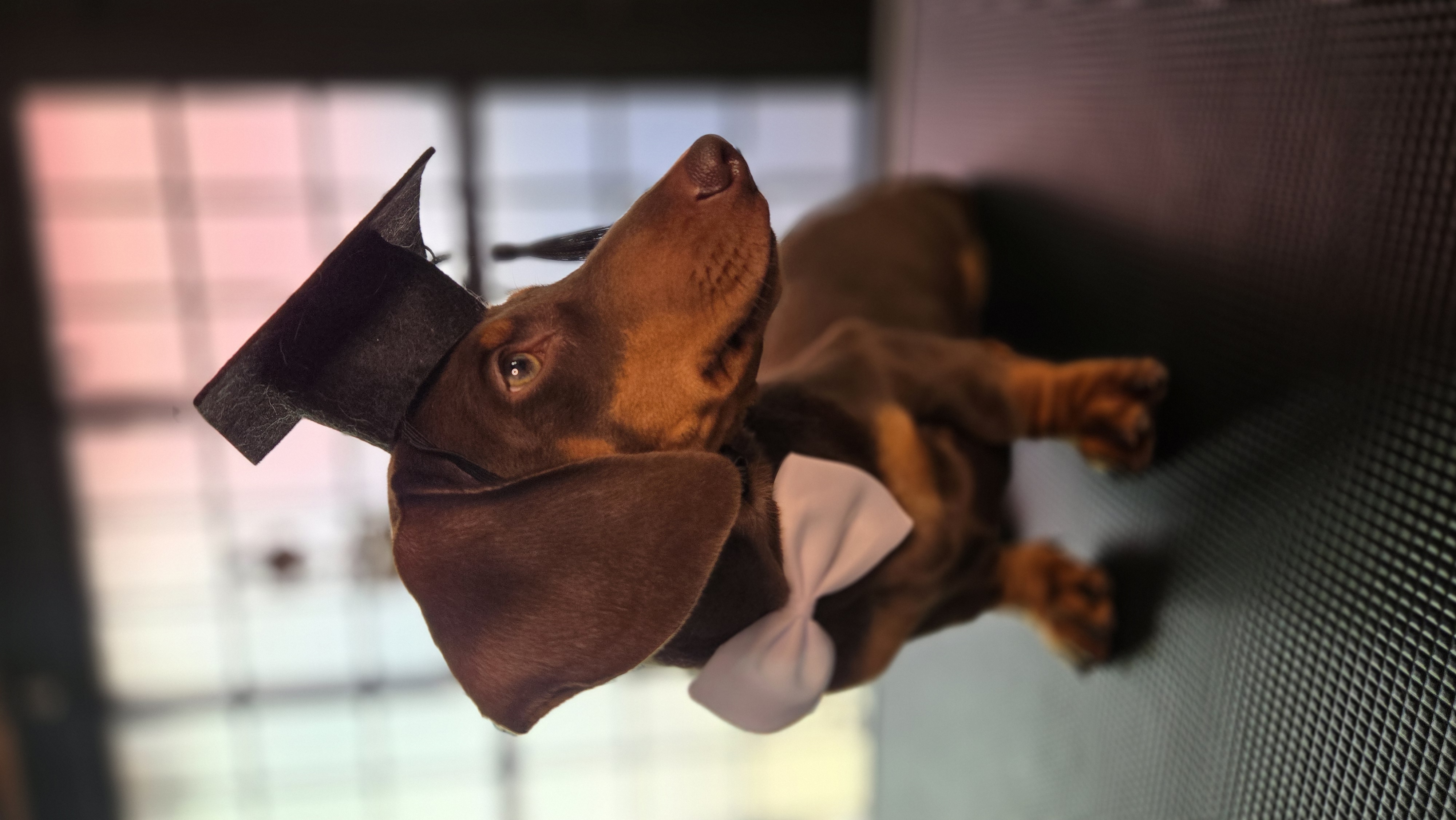 El equipo de Amor de Perro