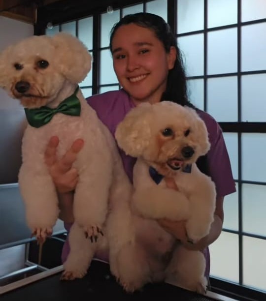 Caniche con pañuelo