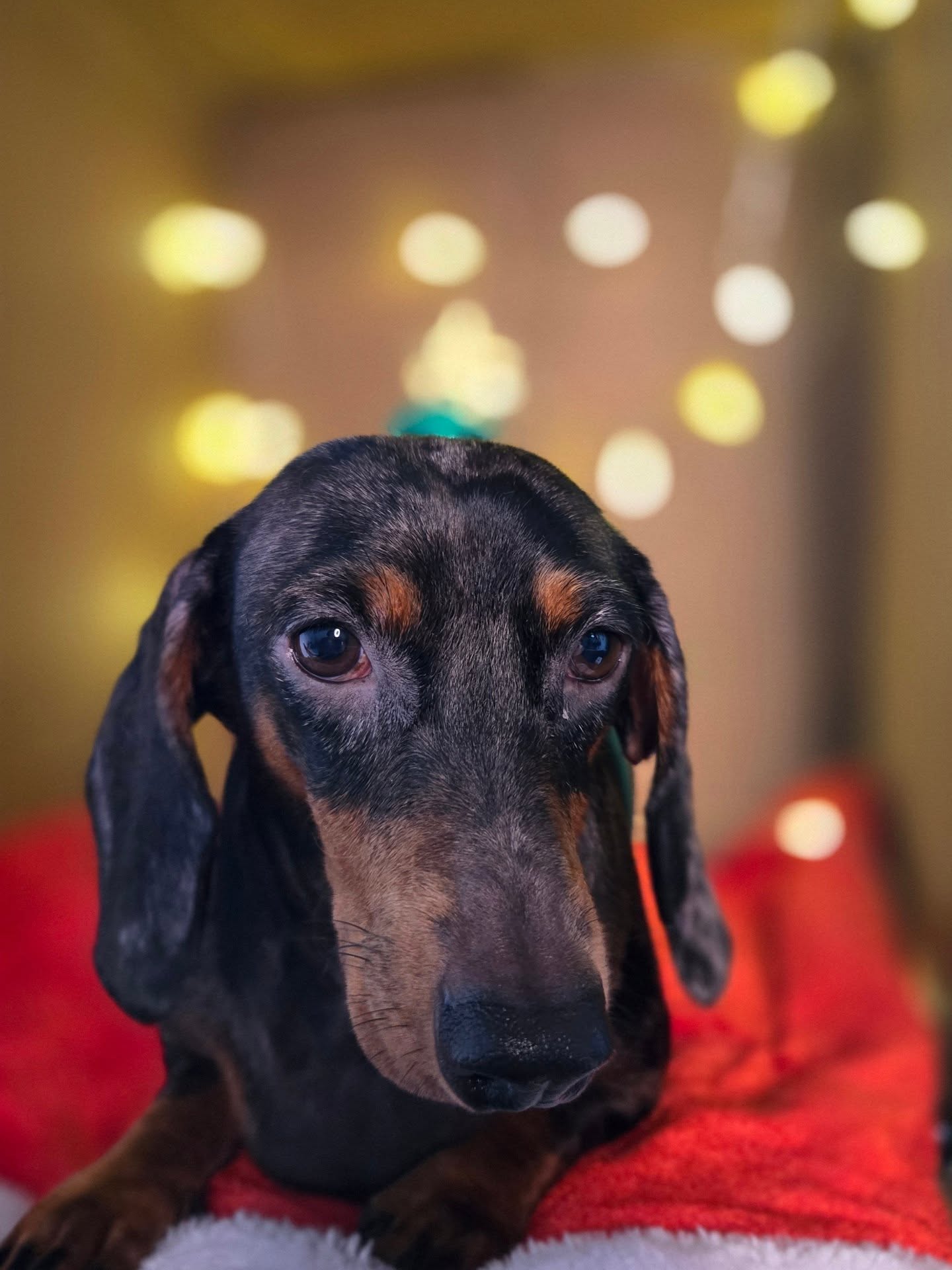 Perro Salchicha adorable