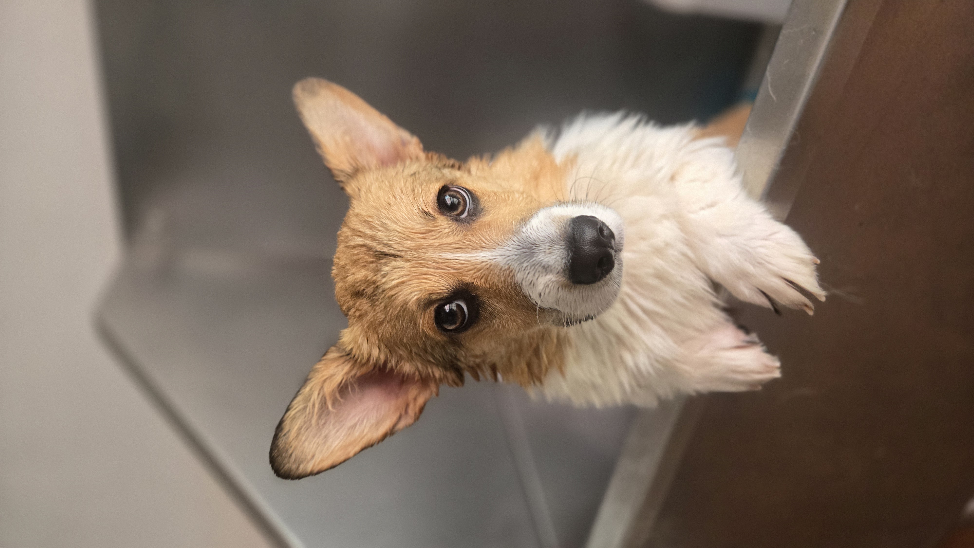 Corgi en Amor de Perro baño natural con shampoo Hyponic