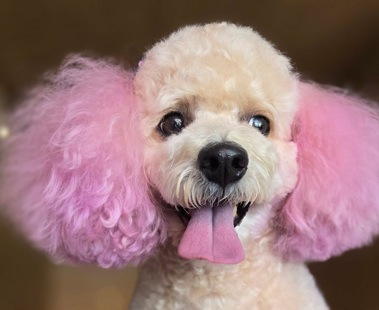 Colorimetría creativa con tintes vegetales