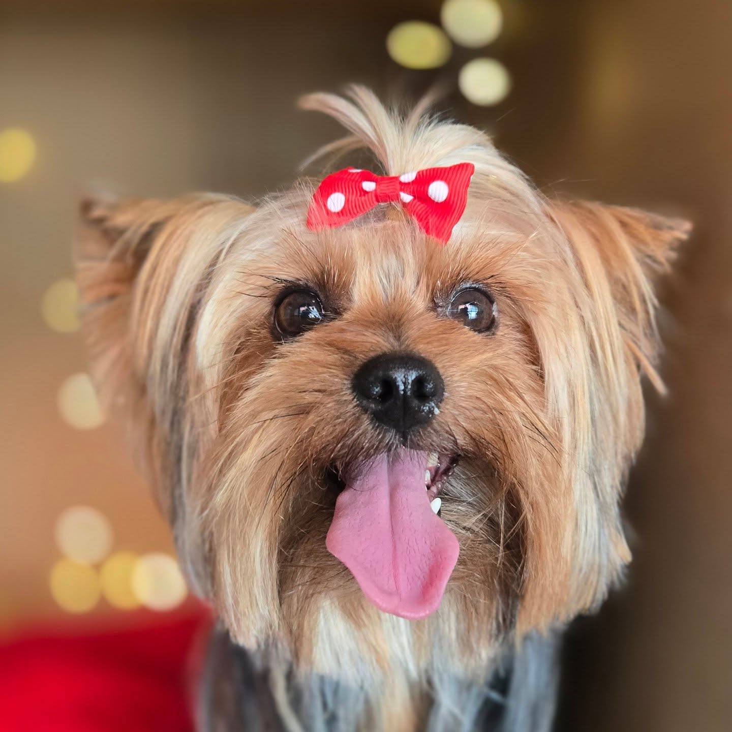 Yorkshire con moño rojo